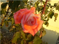 0ffe1188-Picture 874.jpg